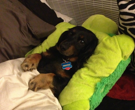 A sleeping dog