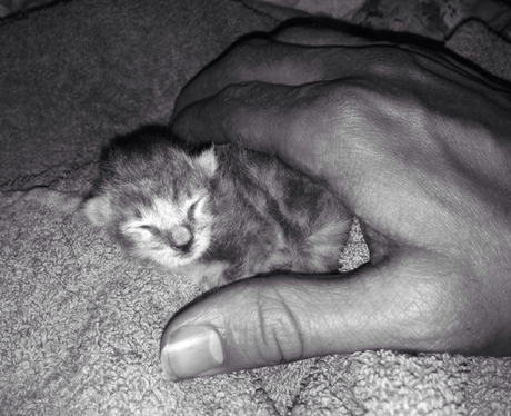 A tiny kitten