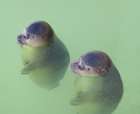 baby seals
