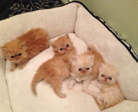 litter of kittens