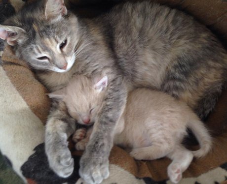 cat and kittens