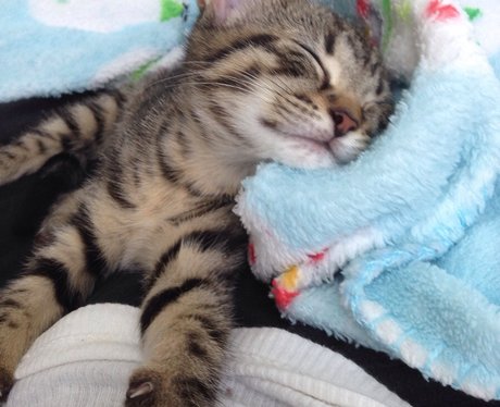 sleeping kitten