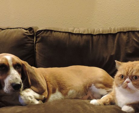 cat and dog