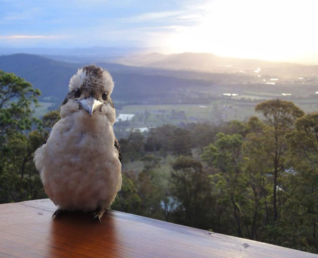 bird