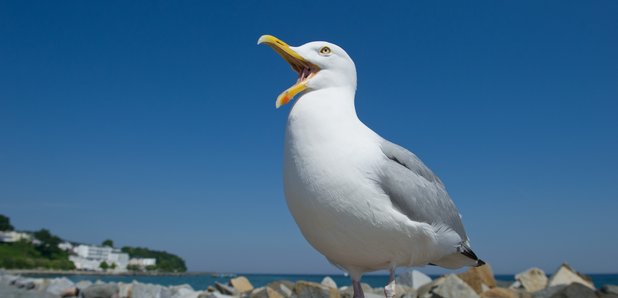 Feelgod pictures of summer