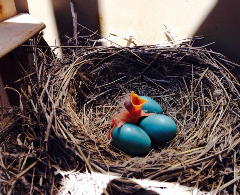 A baby bird in a nest