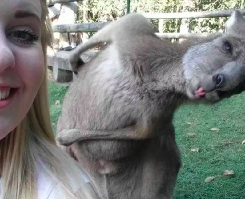 A photo bombing kangaroo