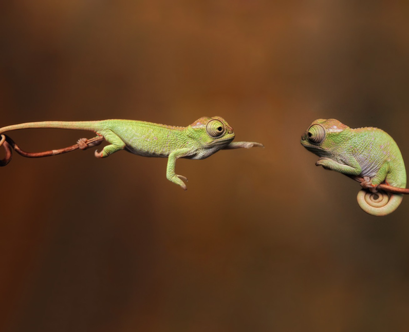 A chameleon reaching for another chameleon