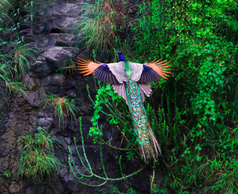 A peacock in flight