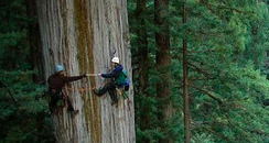 Men climbing a red wood tree