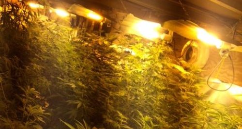 Soham Cannabis Factory