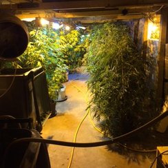 Soham Cannabis Factory