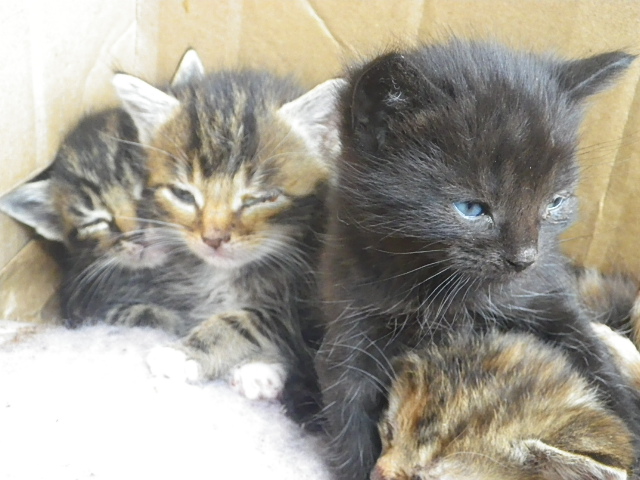 Wisbech Abandoned Kittens 2