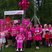 Image 5: Battersea Race For Life 2014