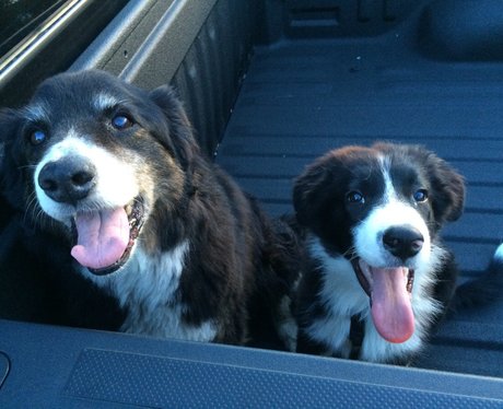 border collies