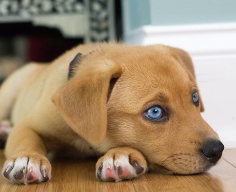 puppy with blue eyes
