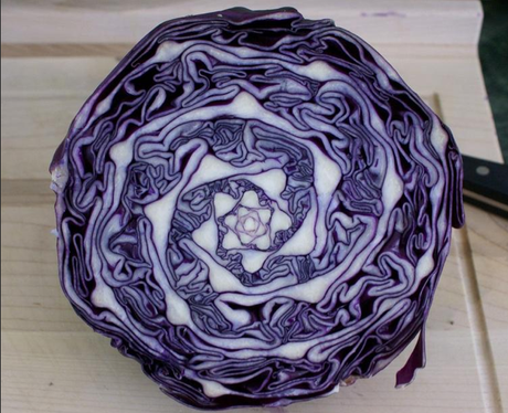 eometry of a cross-section of cabbage.