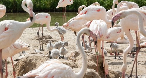 Baby flamingos