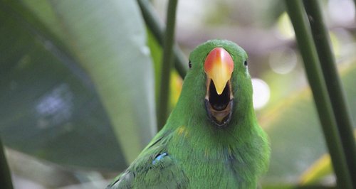 parrot screaming singing
