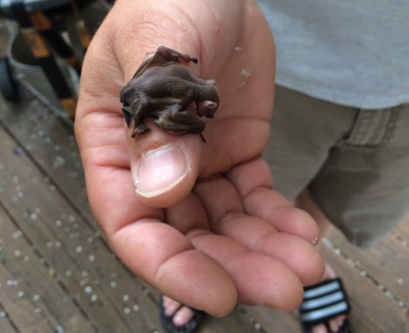 13 Reddit User Jtr2277 Shares This Adorable Snap Of A Tiny Baby Bat