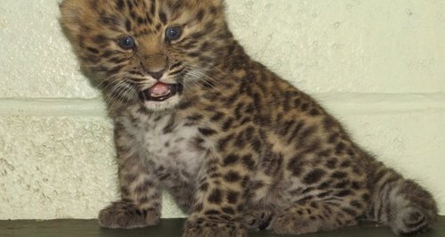 Amur leopard cub at Marwell zoo