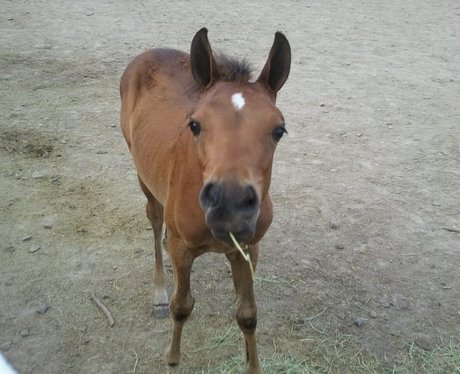 foal