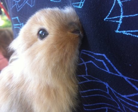 rabbit