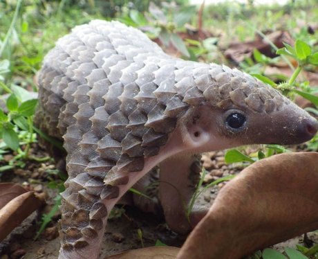 6. Stroking may not be an option, but this baby pangolin is as cute as