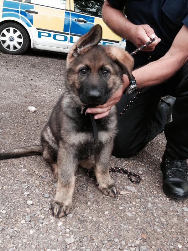 Gus the Dorset police dog