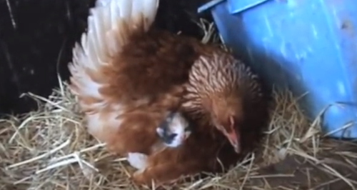 A Broody Hen Mothers A Litter Of Kittens - Video - Heart