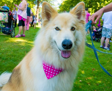 Race for Life Bury St Edmunds Smiling Dogs 2014