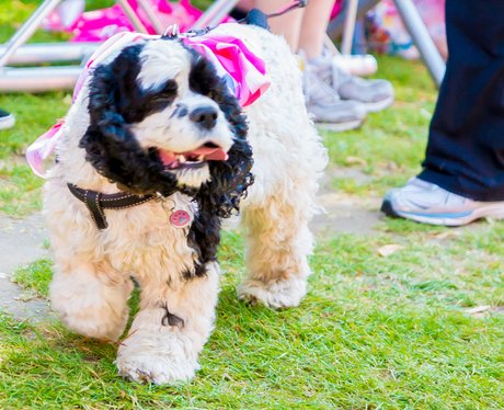 Race for Life Bury St Edmunds Smiling Dogs 2014