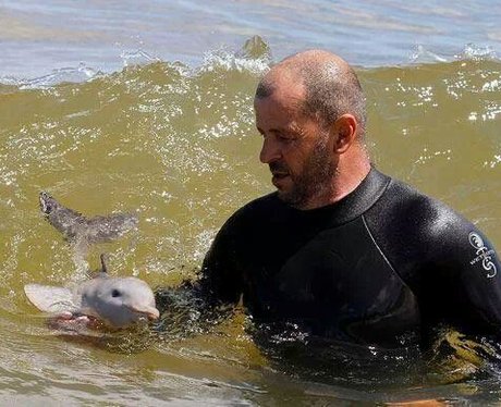 Man holds baby dolphin