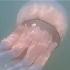 Barrel Jellyfish Cornwall