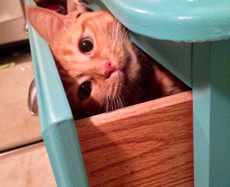 Kitten hides in a draw