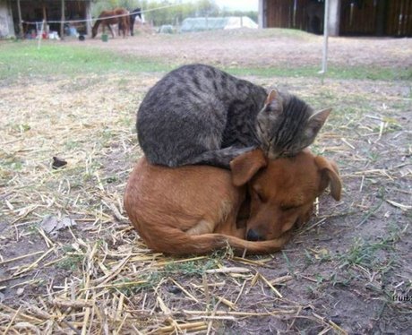 Cat and a dog