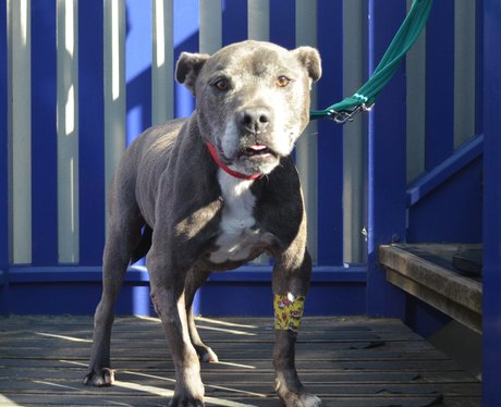 A staffie dog