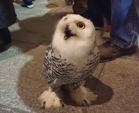 A cute owl