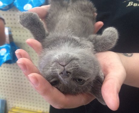 A cat lying in a person's hand