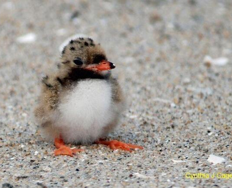 A baby puffin