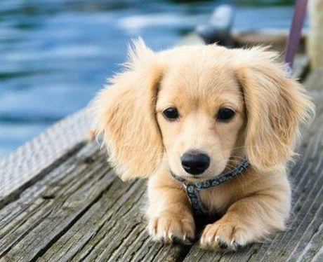 puppy lays by the pool.