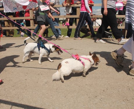 Race for Life Cheltenham - The Happy Dogs 2014