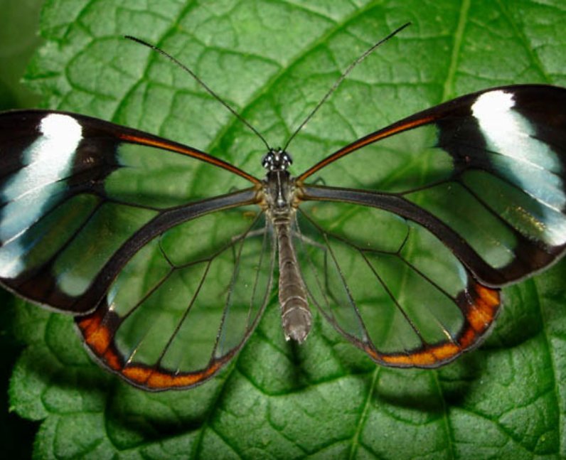 Butterfly with glass wings