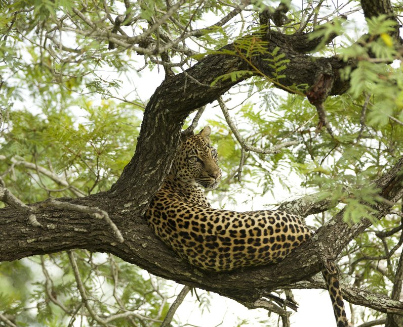 Leopard relaxing in a tree