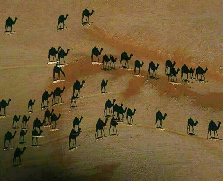 Aerial view of camels in a desert
