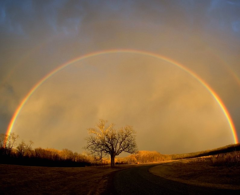 Rainbow in a field