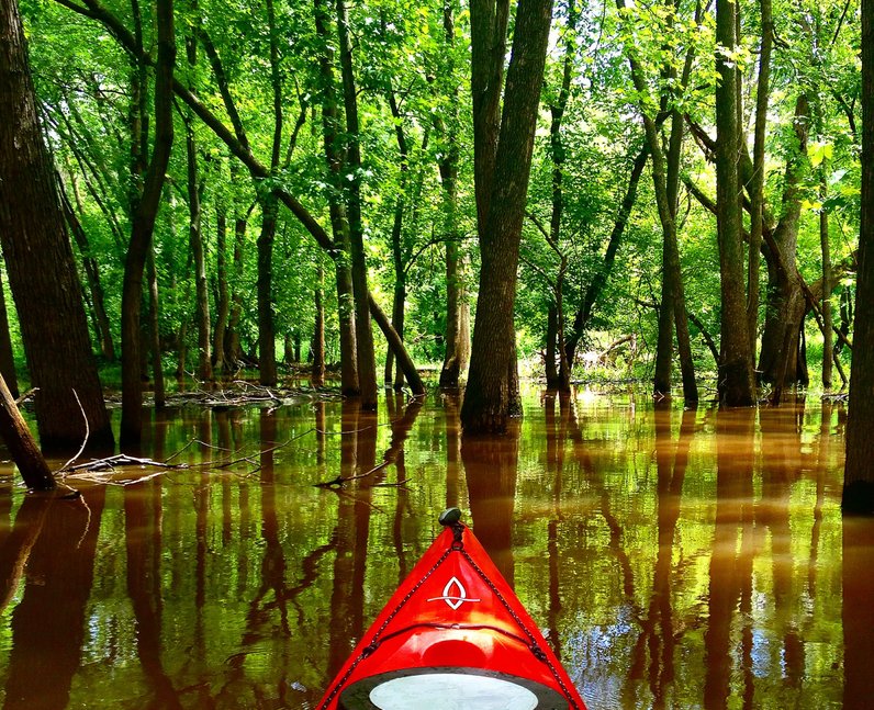 Kayaking in a forest