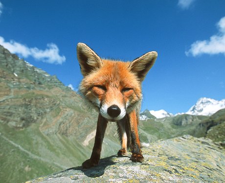 fox in the wild