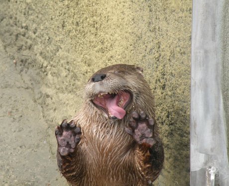 otter licking window