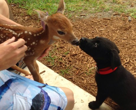 fawn and puppy
